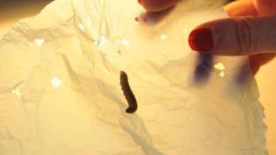 Foto de Cientistas descobrem larva capaz de comer plástico