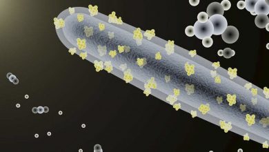 Foto de Plástico feito com nanofibras de celulose é realização brasileira