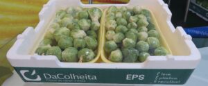 Empresa usa EPS para conservação de produtos frescos
