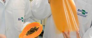 Plástico biodegradável prolonga vida de alimentos