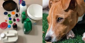 Materiais plásticos ajudam na castração de animais