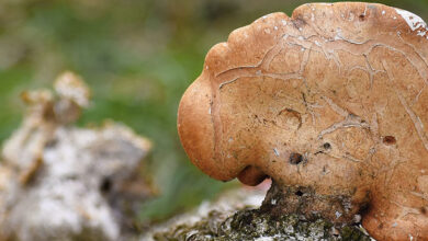 Foto de O fungo que gera biodegradabilidade ao plástico
