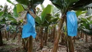 Plástico aditivado, Biocompostável e Produtos com reciclado