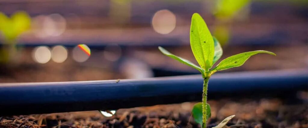 SIstema de irrigação feita com plástico.