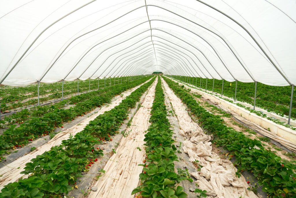 Inovação de sensoriamento mapeia plástico na agricultura