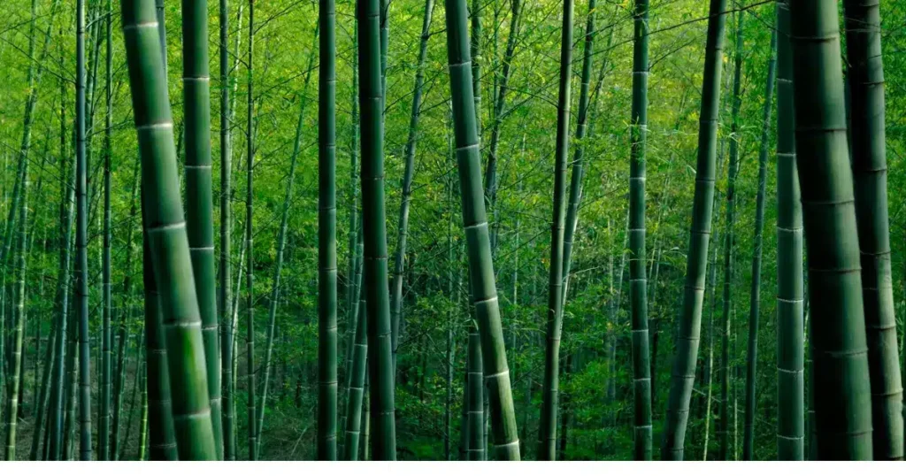 Cientistas desenvolvem plástico biodegradável feito a partir de bambu