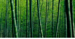 Tampinha Legal completa nove anos, plástico de bambu e insetos que degradam plásticos
