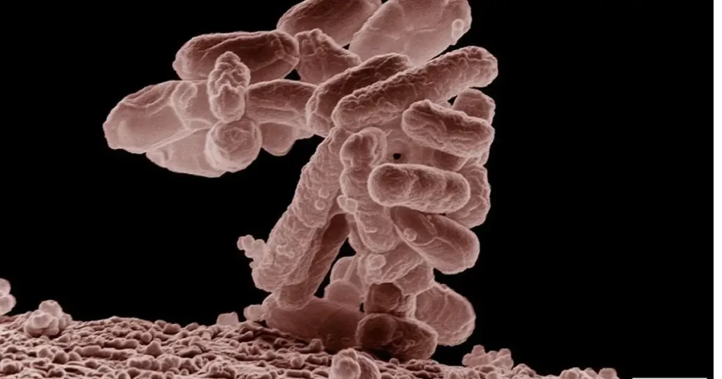 Bioengenheiros japoneses produzem bioplástico PDCA com bactérias