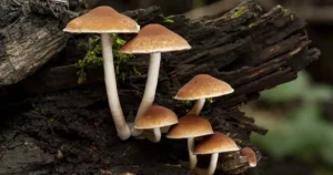 Entrega de garrafas plásticas vão gerar reembolso, Reciclagem de 6 toneladas de plástico e fungo decompõe plástico