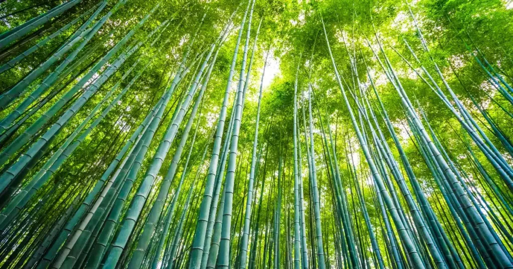 Plástico BM: pesquisadores criam material biodegradável e sem compostos tóxicos a partir do bambu