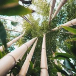 Plástico de bambu para eletrodomésticos, mala e tênis feitos de plástico