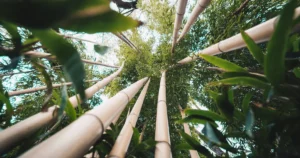 Plástico de bambu para eletrodomésticos, mala e tênis feitos de plástico