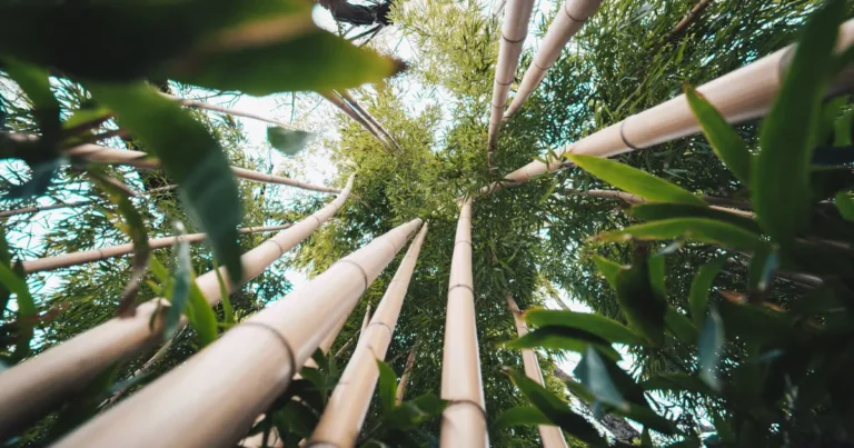 Plástico de bambu para eletrodomésticos, mala e tênis feitos de plástico